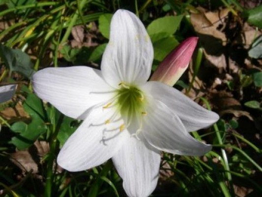 Atamasco Lily